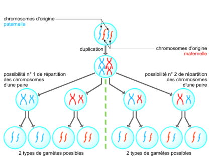 Le comportement des chromosomes lors de la formation des gamètes - illustration 1