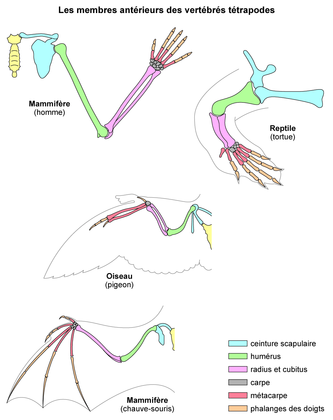 Les membres antérieurs des vertébrés tétrapodes - illustration 1