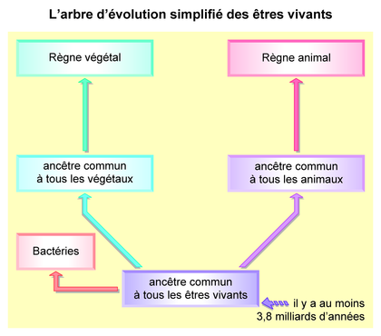 Arbre d'évolution simplifié des êtres vivants - illustration 1