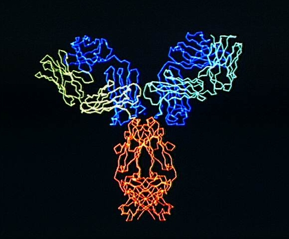 Modèle tridimensionnel d'une molécule d'anticorps - illustration 1