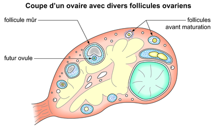 Coupe d'un ovaire avec divers follicules ovariens - illustration 1