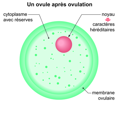 Un ovule après ovulation - illustration 1