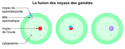 La fusion des noyaux des gamètes - illustration 1