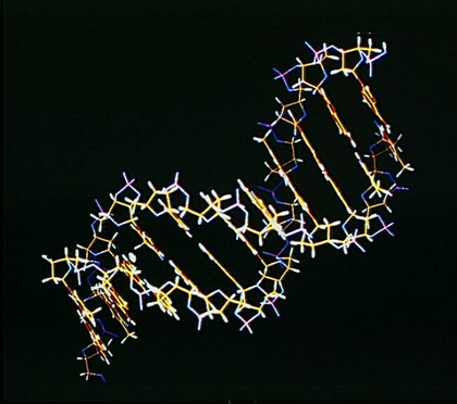 Modélisation de la double hélice d'ADN - illustration 1
