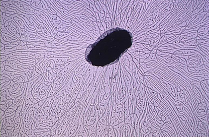 Chromosome de colibacille - illustration 1