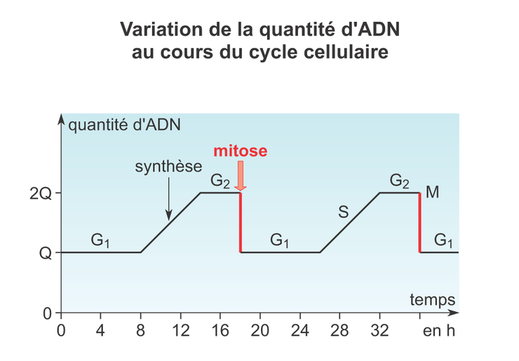 Image remi0306 - Variation de la quantité d'ADN au cours ... construction diagramme de phase 