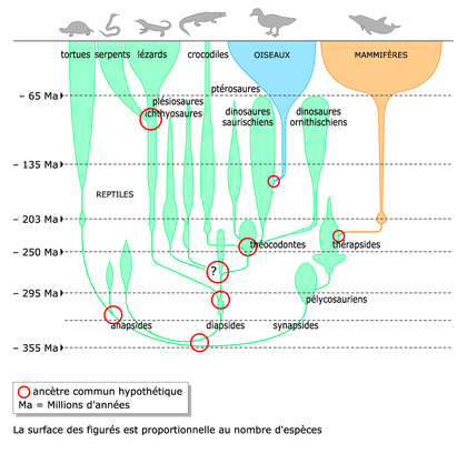 L'arbre phylogénétique des reptiles, oiseaux et mammifères - illustration 1