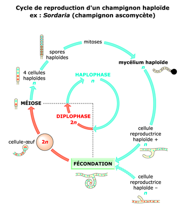 Le cycle de reproduction d'un champignon haploïde - illustration 1