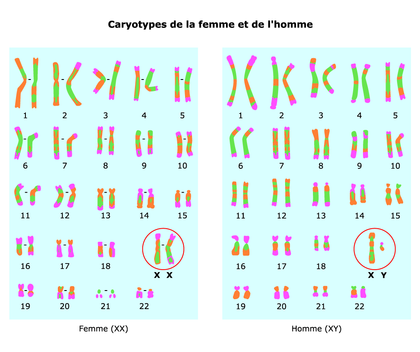 Les caryotypes de la femme et de l'homme - illustration 1