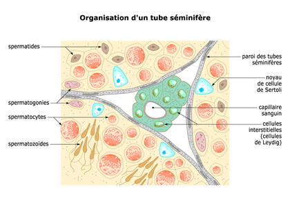L'organisation d'un tube séminifère - illustration 1