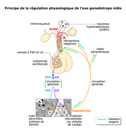 La régulation physiologique de l'axe hypothalamo-hypophysaire - illustration 1