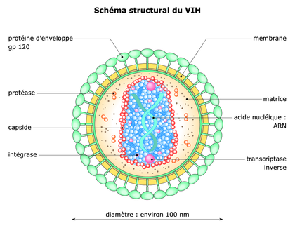 Schéma structural du VIH - illustration 1