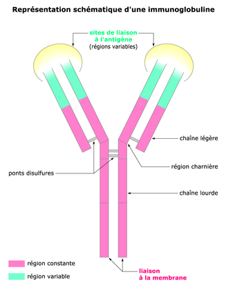 Représentation schématique d'une immunoglobuline - illustration 1
