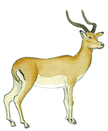 L'antilope