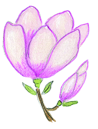 Le magnolia