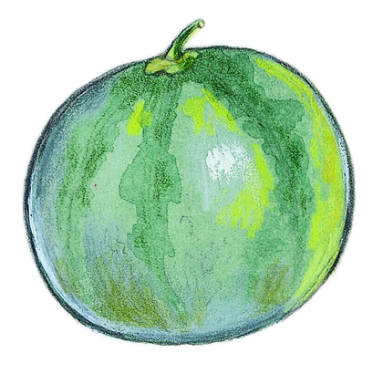 Le melon