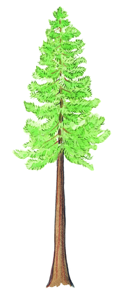 Le séquoia