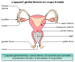 Anatomie Des Appareils Genitaux Gametogenese Et Fecondation Assistance Scolaire Personnalisee Et Gratuite Asp