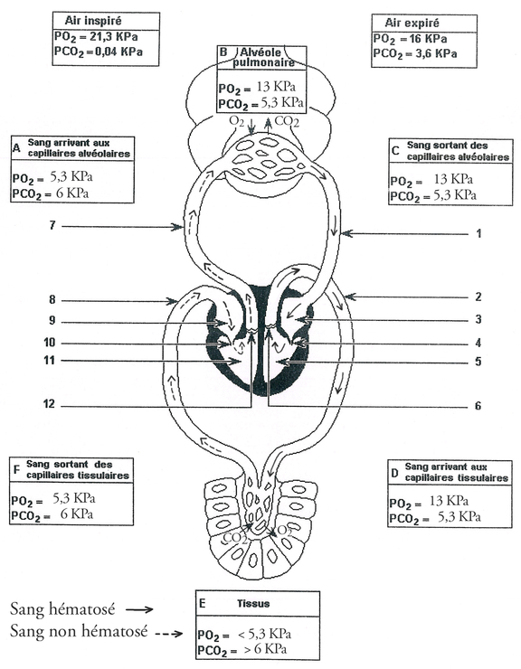 Biologie terminale D (Book )