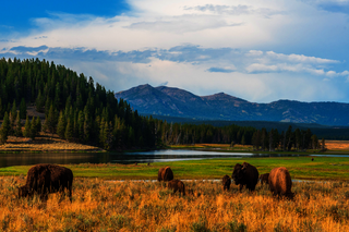 Parc naturel national de Yellowstone, États-Unis.
