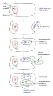 Évolution des génomes et diversité du vivant - illustration 2