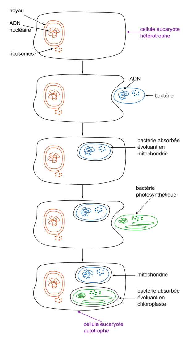 Exemples De Cellules Eucaryotes