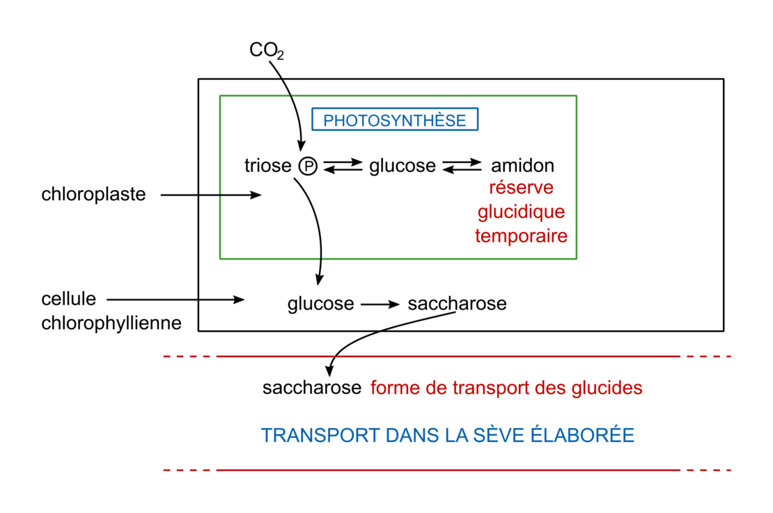 Comment Réaliser Un Schéma Fonctionnel Sur La Photosynthèse La plante, productrice de matière organique - Assistance scolaire personnalisée et gratuite - ASP