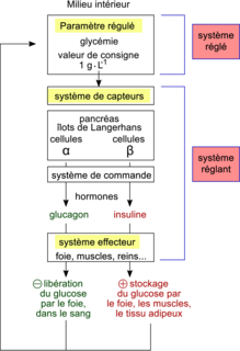 Le contrôle des flux de glucose dans l'organisme - illustration 2