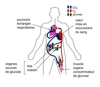 Le contrôle des flux de glucose dans l'organisme - illustration 3