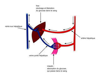 Le rôle du foie dans le contrôle des flux de glucose de l'organisme, exercice 1 - illustration 1