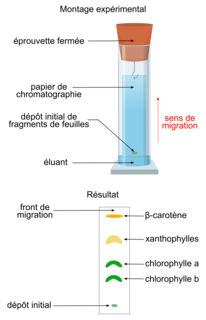 Les pigments des plantes à fleurs, sujet de métropole, juin 2024, exercice 1 - illustration 1