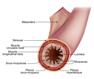 Stress et transit intestinal, sujet de métropole, juin 2024, exercice 2 - illustration 2