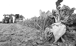 Production de substances organiques chez les plantes domestiquées, sujet de métropole, juin 2025, exercice 1 - illustration 2
