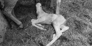 Photographie du poulain étudié