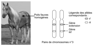 Génétique et robe claire d'un poulain, sujet de métropole, juin 2025, exercice 2 - illustration 2