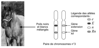 Génétique et robe claire d'un poulain, sujet de métropole, juin 2025, exercice 2 - illustration 3