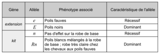 Génétique et robe claire d'un poulain, sujet de métropole, juin 2025, exercice 2 - illustration 4