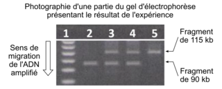 Génétique et robe claire d'un poulain, sujet de métropole, juin 2025, exercice 2 - illustration 6