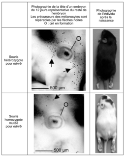 Résultats d'une expérience de localisation de précurseurs de mélanocytes en migration chez des embryons de souris de génotypes différents et phénotypes après la naissance