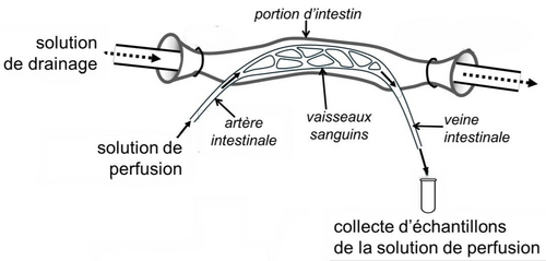 Schéma du dispositif expérimental