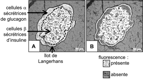 Images en microscopie à fluorescence représentatives des résultats