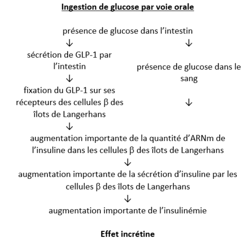 L'effet incrétine, sujet de métropole, juin 2026, exercice 2 - illustration 6
