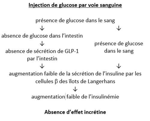 L'effet incrétine, sujet de métropole, juin 2026, exercice 2 - illustration 7