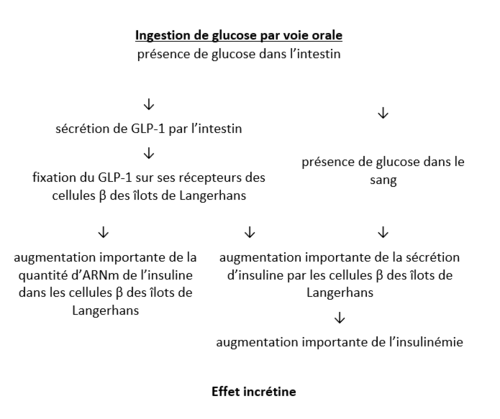 L'effet incrétine, sujet de métropole, juin 2026, exercice 2 - illustration 8