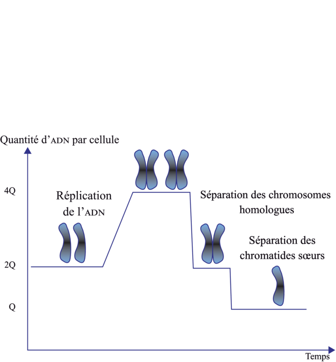 Synthèse Svt Terminale S Brassage Génétique Et Diversité