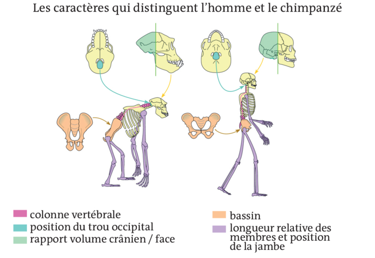 Image t_svt_04i03 - Un regard sur l'évolution de l'homme - Réviser le cours - SVT - Terminale S 