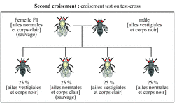 Brassages Chromosomiques Chez La Drosophile (sujet National, Juin 2013 ...