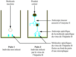 Test ELISA De Détection De L'hépatite B (Asie, Juin 2013, Partie 2, Ex ...