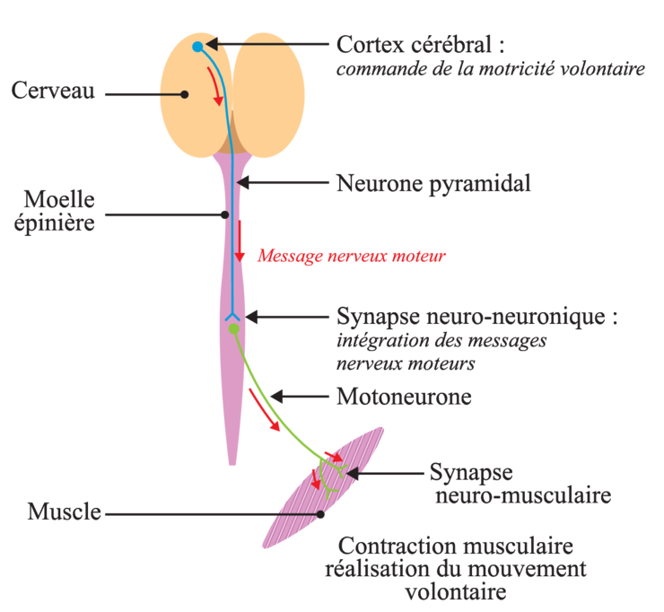 Voie pyramidale trajet