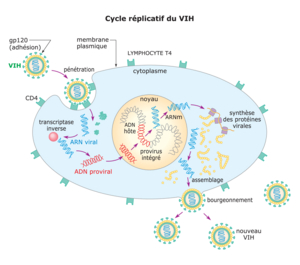 Primo infection vih